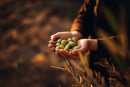 Extra Virgin Olive Oil - Salonenque
